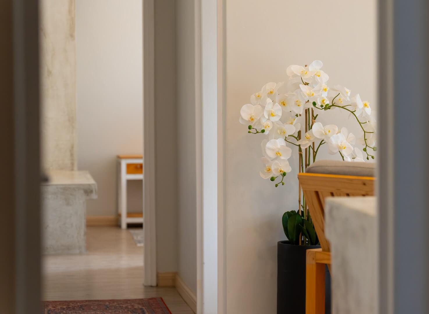 Deser Jackal GH_2026 (6)